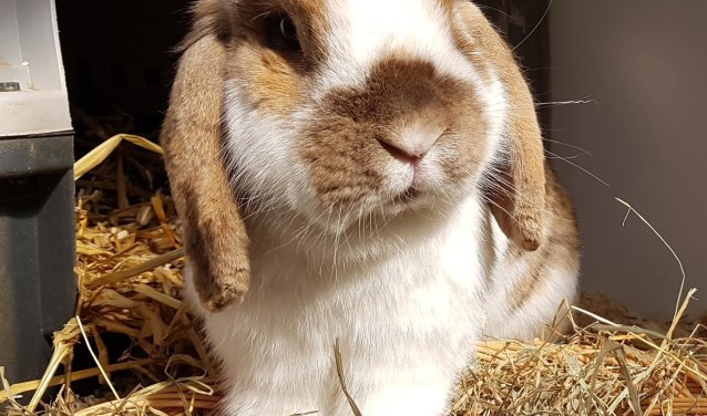 Herman is een leuk konijn dat een gezellig vriendinnetje zoekt. Wie biedt hem een gezellig thuis aan.