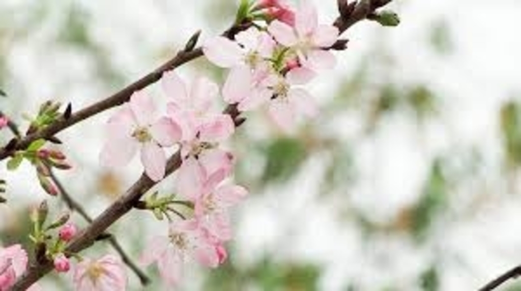 <p>De winnaar in de categorie Middelgrote Bomen is de mix Bloesem.</p>