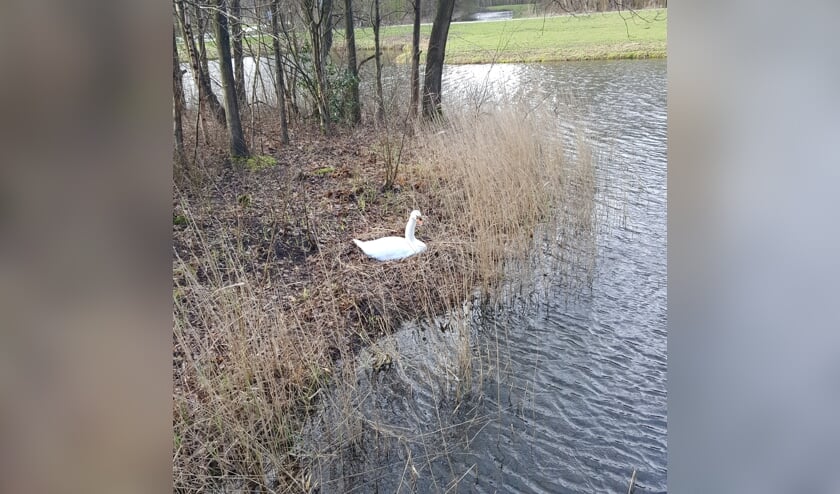 Een zwaan op haar nest.