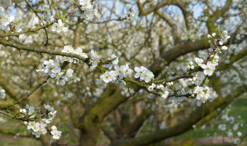 Bloesem.