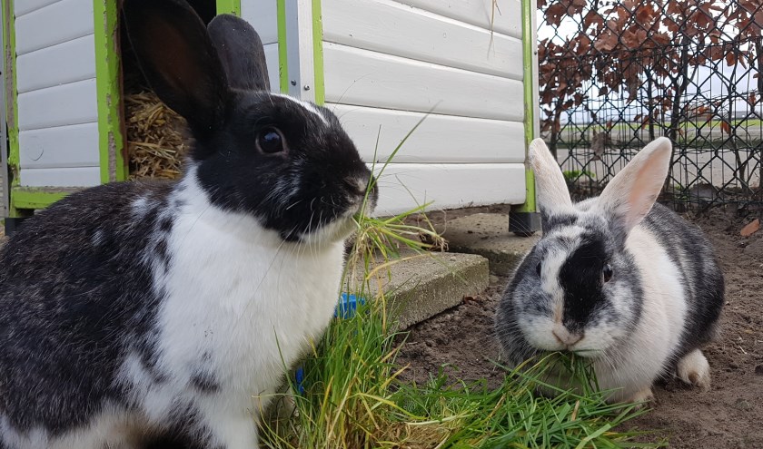 Aiko en Devi zijn op zoek naar een nieuwe woning. Heeft u een plekje?