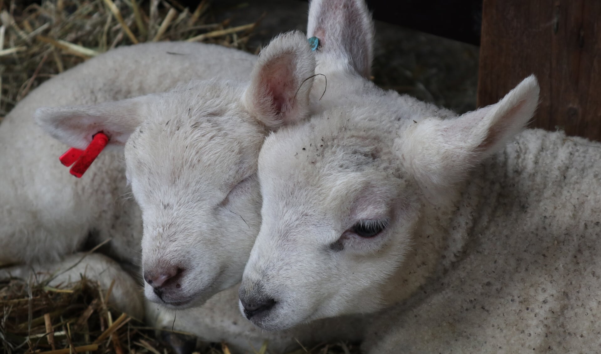 Bijna 100 lammetjes geboren op boerderij de StadsHoeve.
