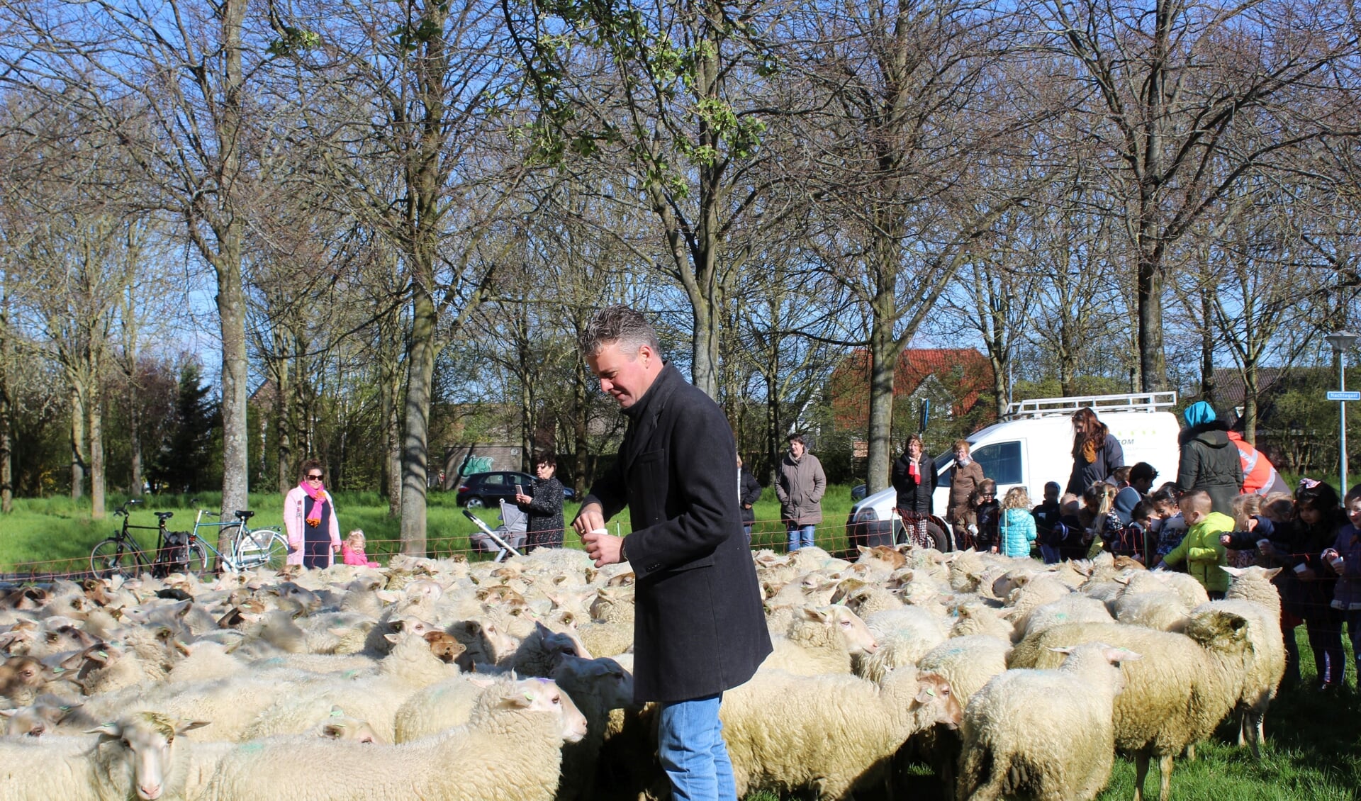 Wethouder Simon Broersma tussen de schapen op de Nachtegaal.