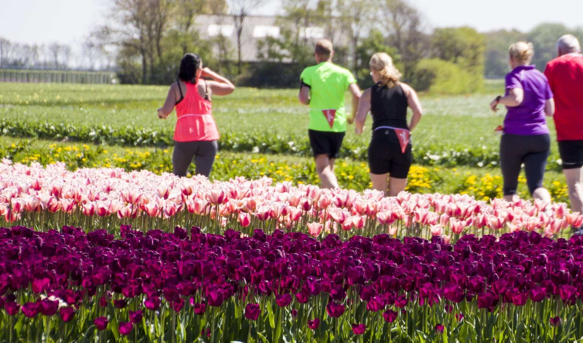 Deelnemers aan de Tulpencross rennen langs de bloeiende bollenvelden.