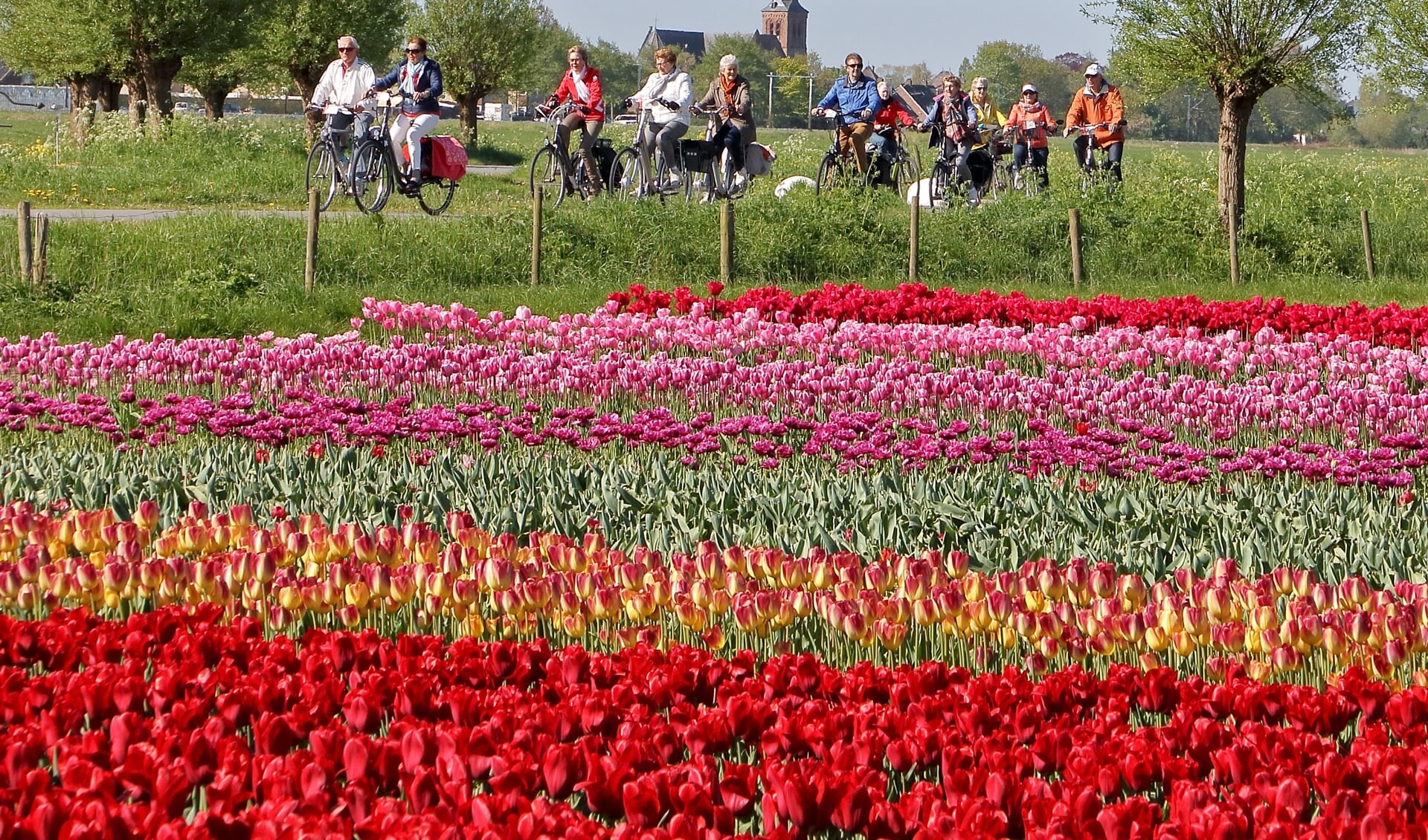 Deelnemers fietsen dwars door het West-Friese landschap.