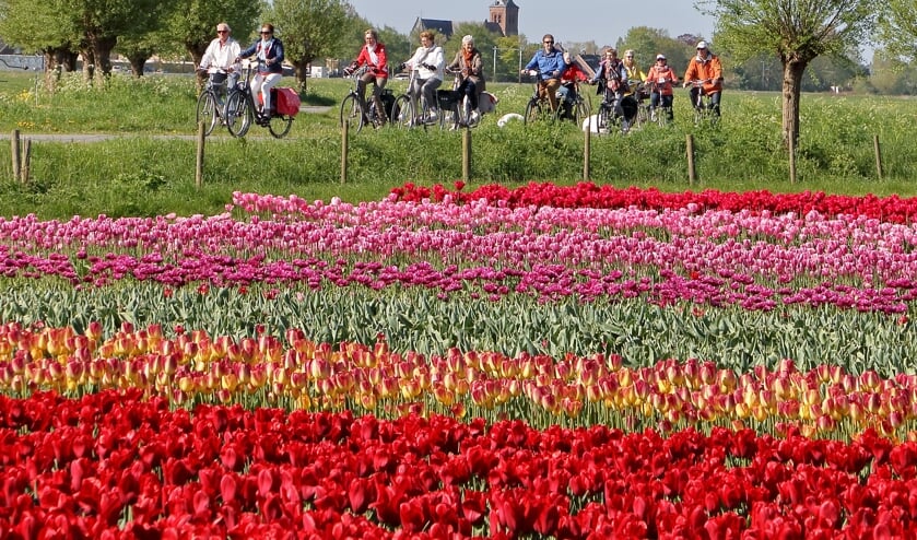Deelnemers fietsen dwars door het West-Friese landschap.