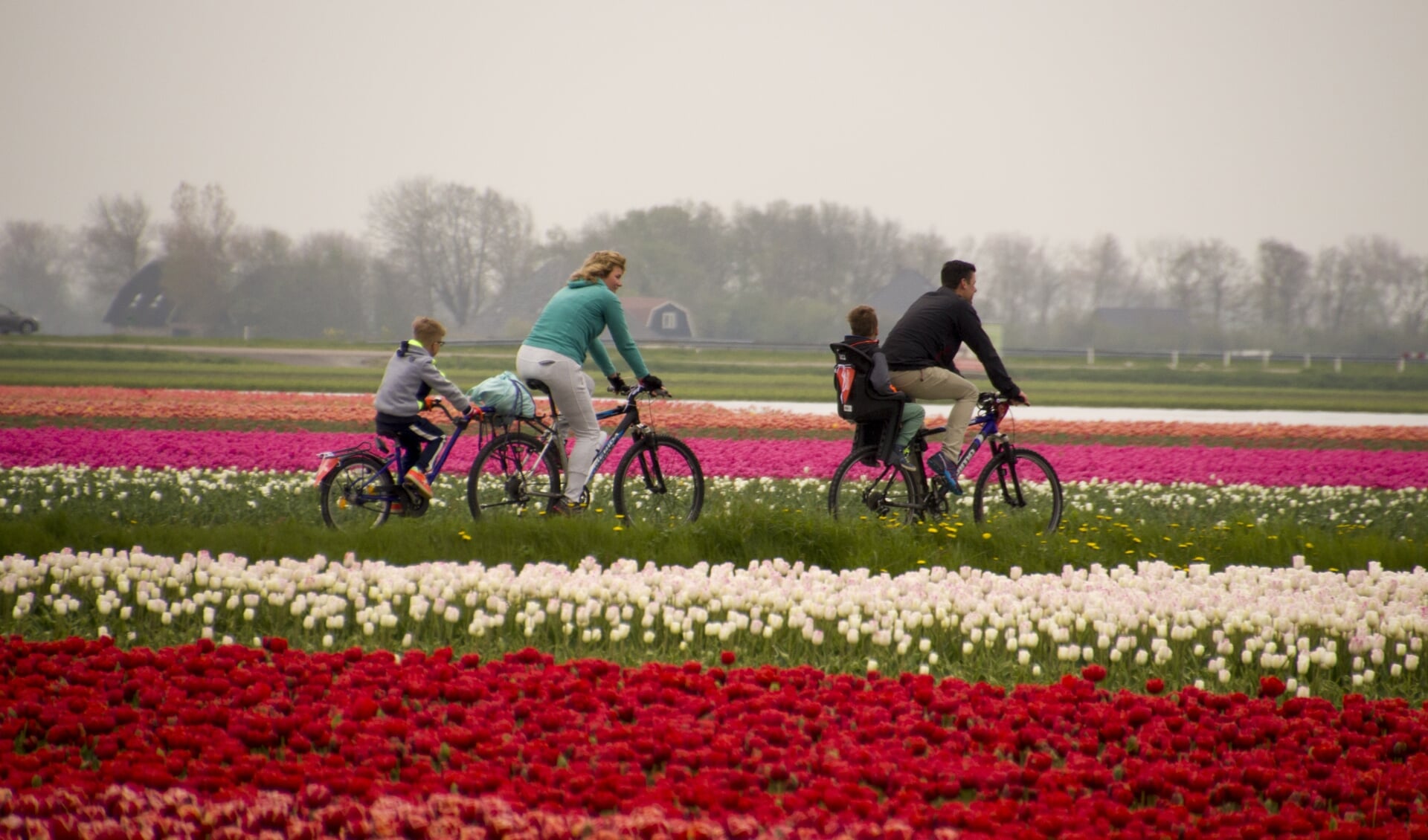 Deelnemers aan de Fietstocht van Bloeiend Zijpe fietsen langs de bloeiende bollenvelden in gemeente Schagen.