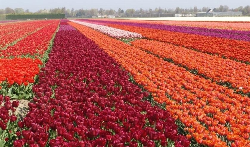 Doe mee met de Tulpenwandeltocht en steun IJsclub Andijk.