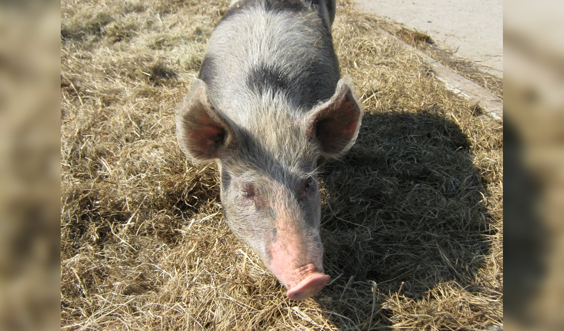 Kinderen kunnen onder andere de varkens voeren tijdens de boerensafari.