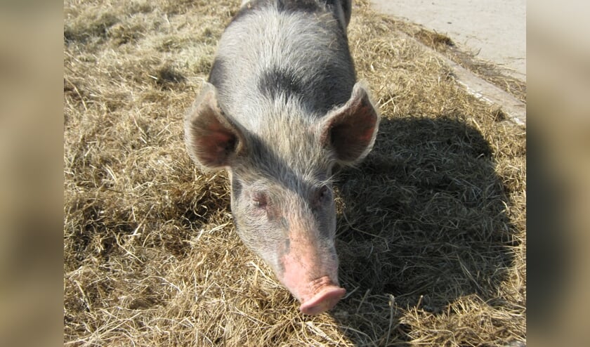 Kinderen kunnen onder andere de varkens voeren tijdens de boerensafari.