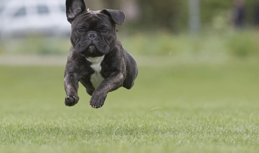 Leer meer over je hond tijdens de Dag van de Hond in Schagen.