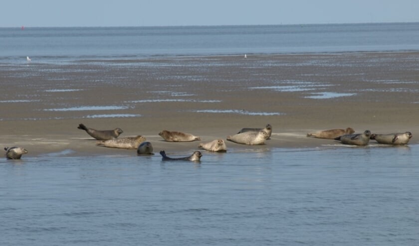 Zeehonden.
