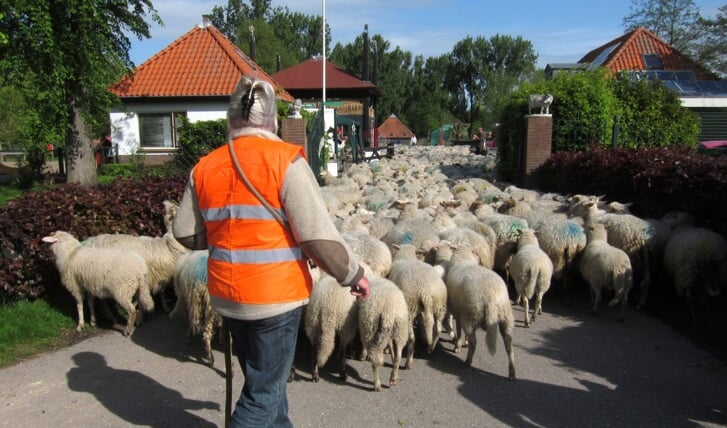 Schaapsherder brengt kudde schapen naar het Darwinpark.