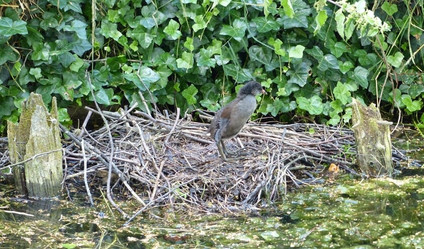 Nestje van dwergmuis.