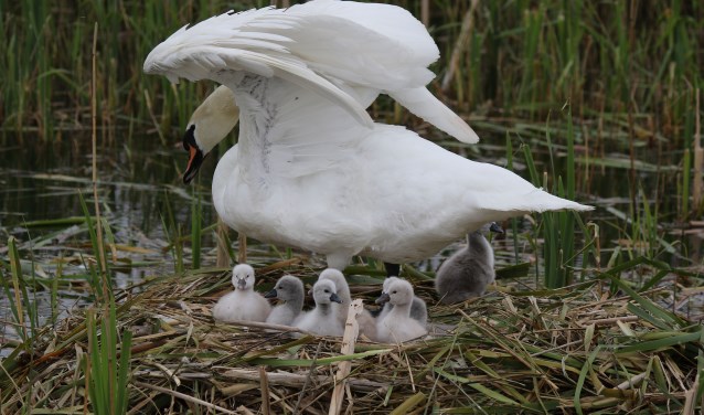 Wat een vertederend beeld.