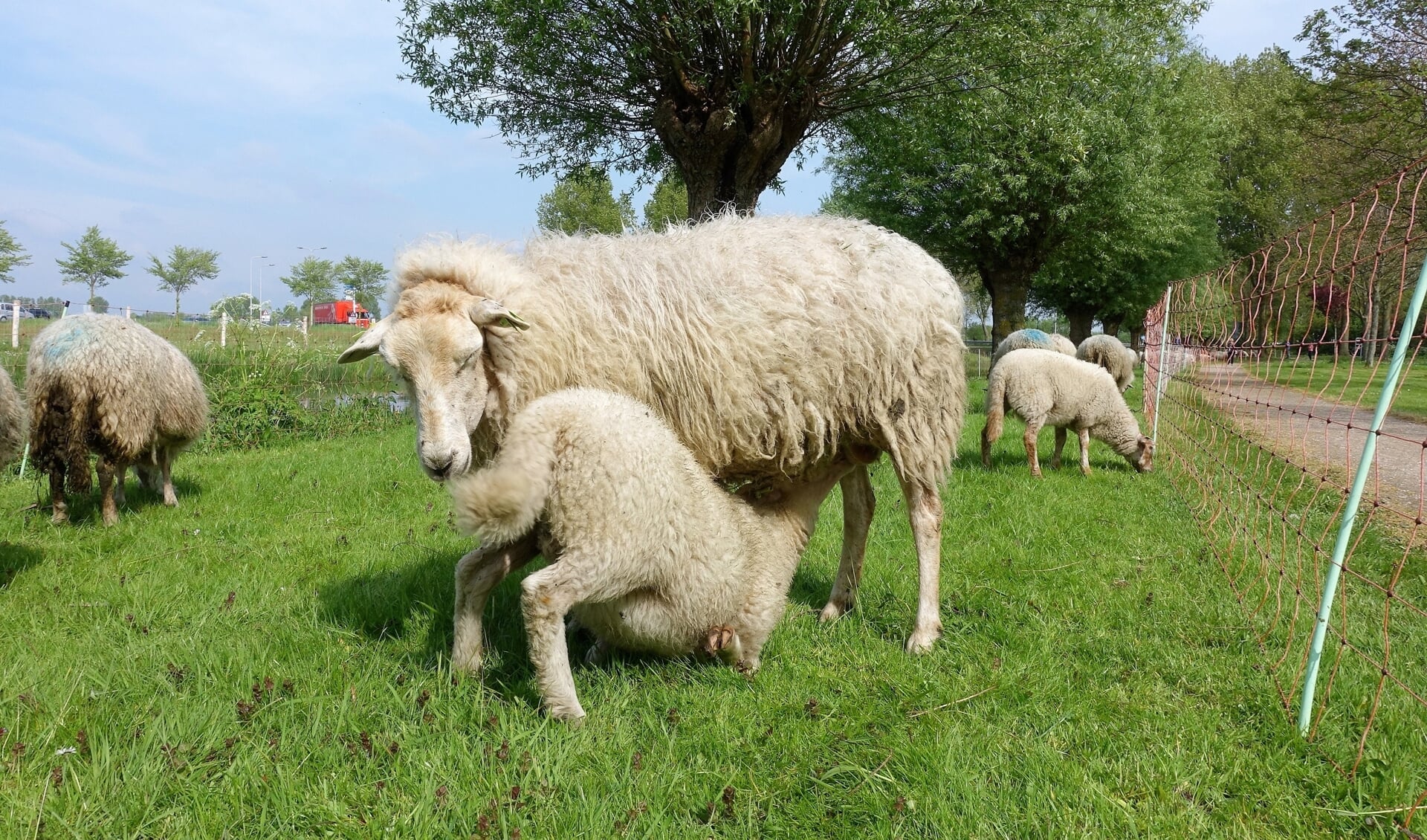 Op 23 mei is er weer een schapenkudde in Castricum.