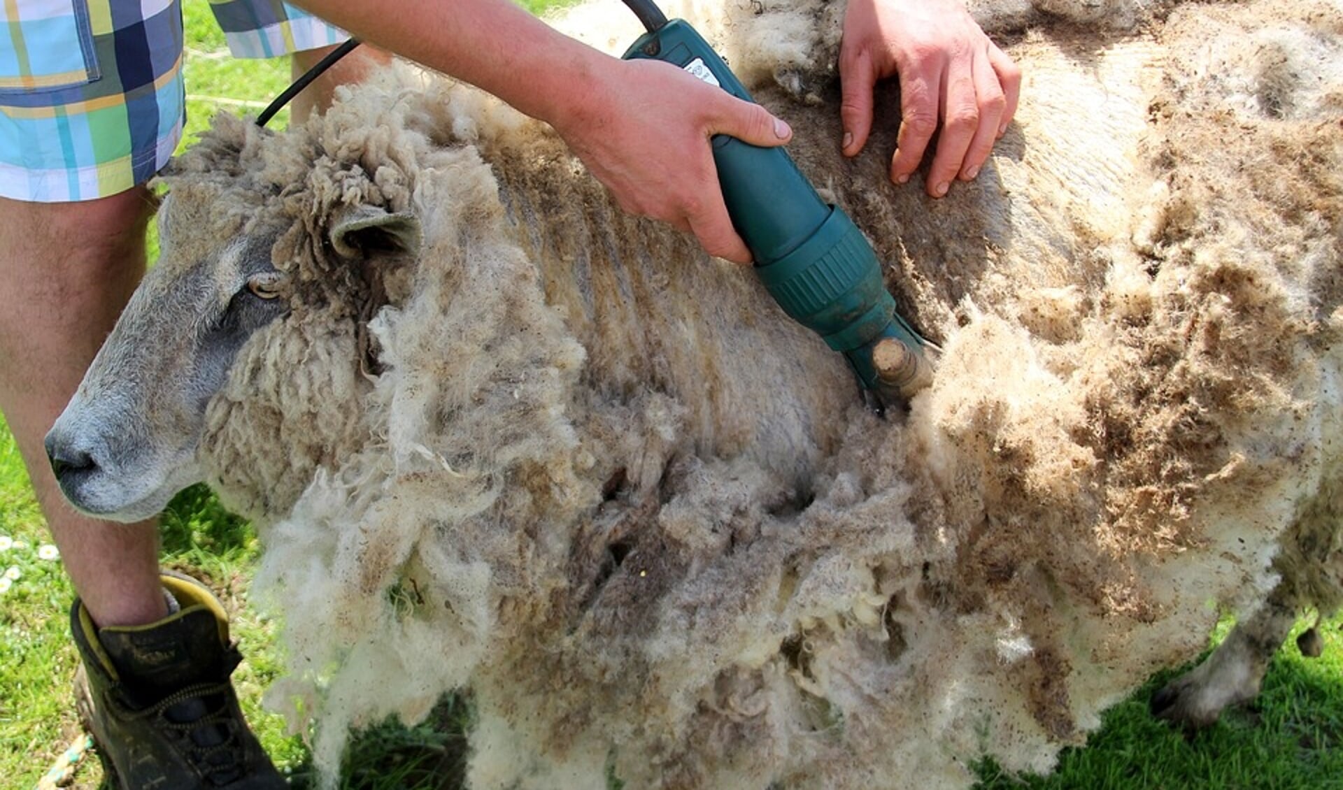 Op het schaapscheerdersfeest worden de schapen vakkundig geschoren zodat ze helemaal klaar zijn voor een warme zomer.