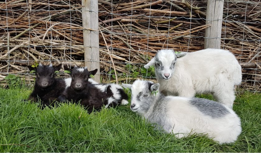 Na het voorlezen gaan de kinderen op bezoek bij de lammetjes en kleine geitjes.