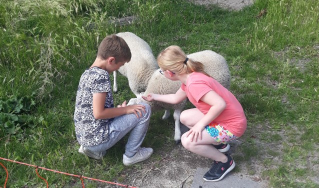 Een schaap wordt door twee leerlingen onderhouden.