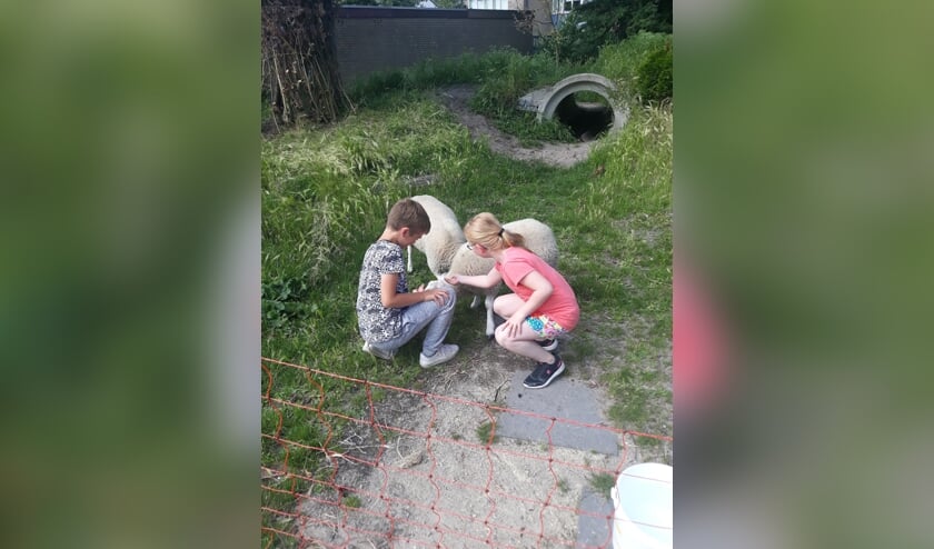 Een schaap wordt door twee leerlingen onderhouden.