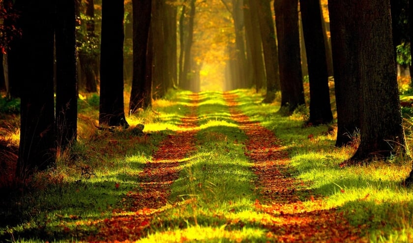 Wandelen door de natuur.