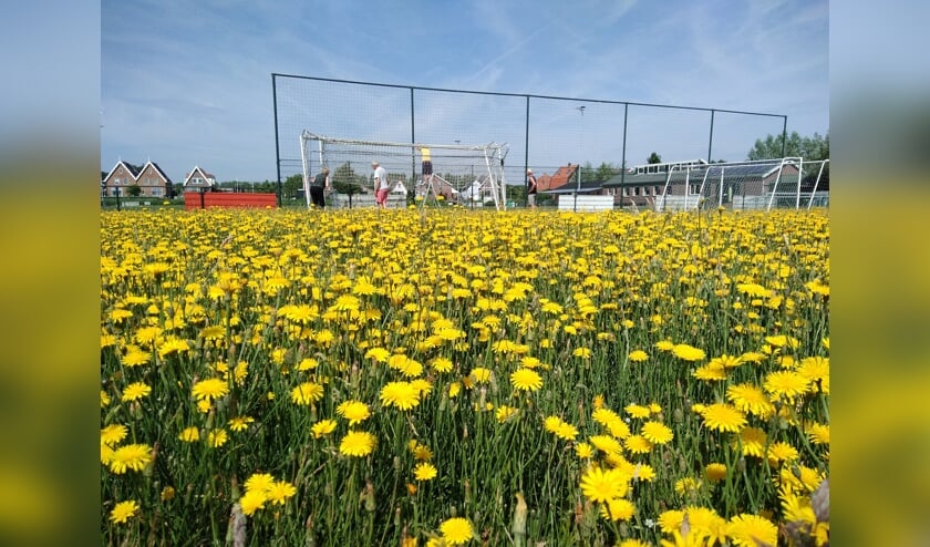 Bloeiende trainingsvelden