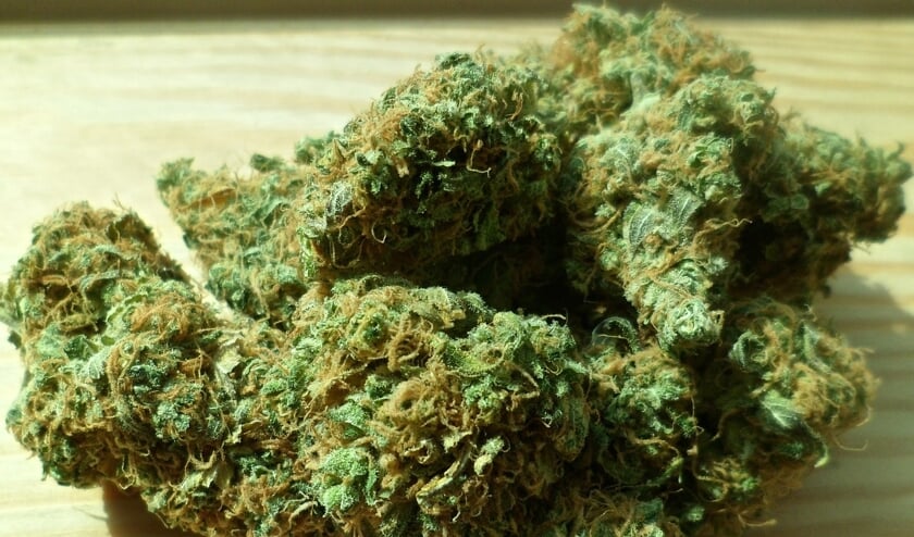 Cannabis.