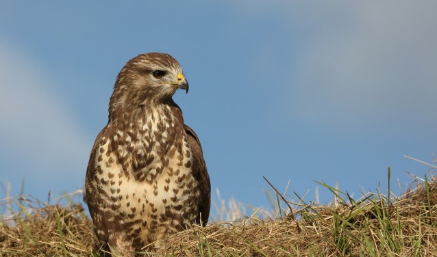 Buizerd.