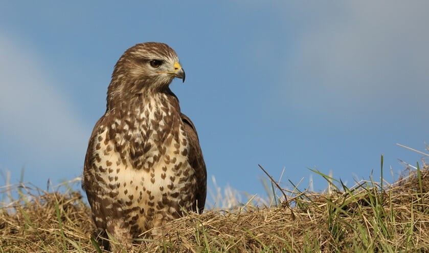 Buizerd.