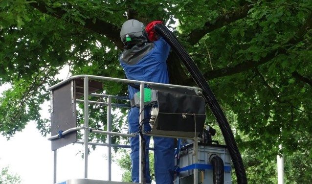 De eikenprocessierups zorgt voor de nodige opschudding.