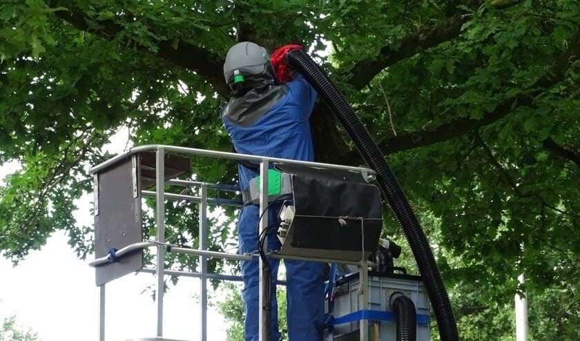 De eikenprocessierups zorgt voor de nodige opschudding.