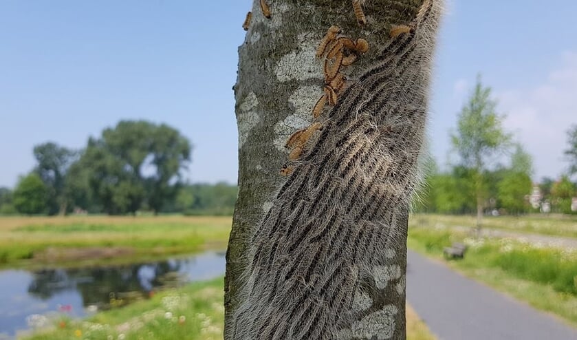 De boom waar de eikenprocessierups is waargenomen.