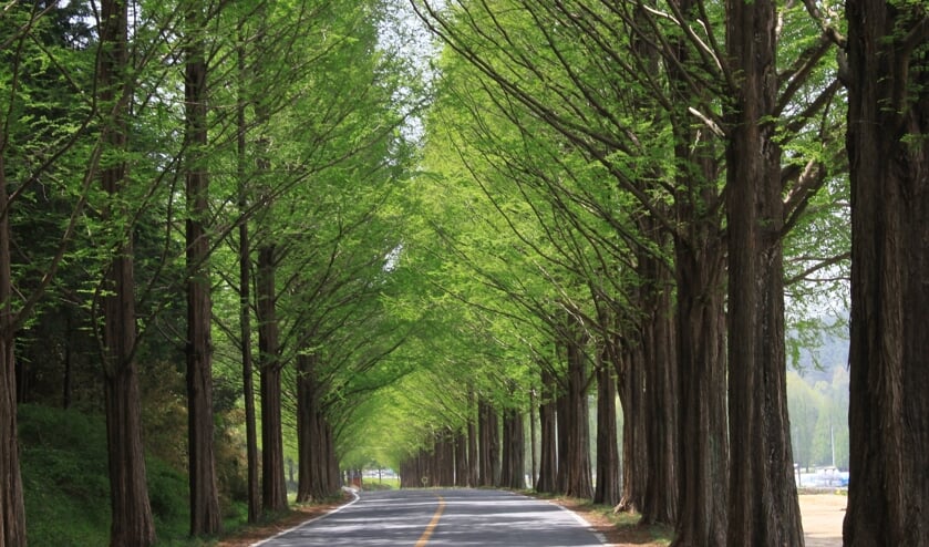 Bomen worden vervangen voor duurzamere bomen.