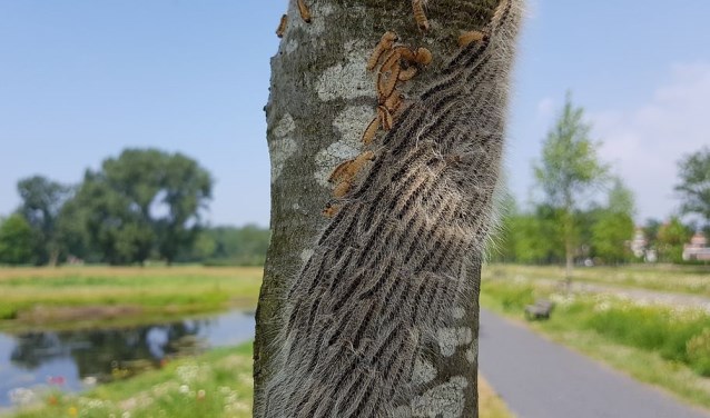 Bij het aantreffen hiervan graag de gemeente op de hoogte stellen.