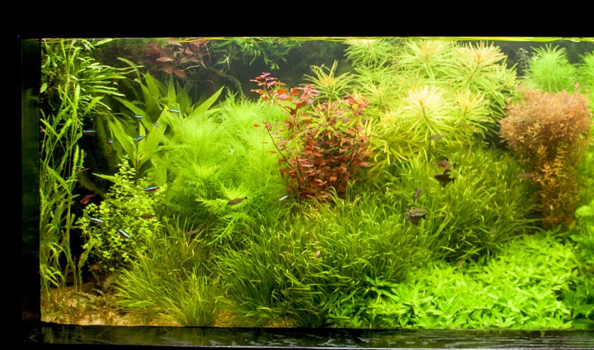 Wie ook van zo'n weelderig aquarium droomt, kan de cursus volgen.