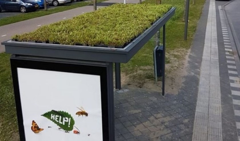 Een sedumdak op een bushokje.