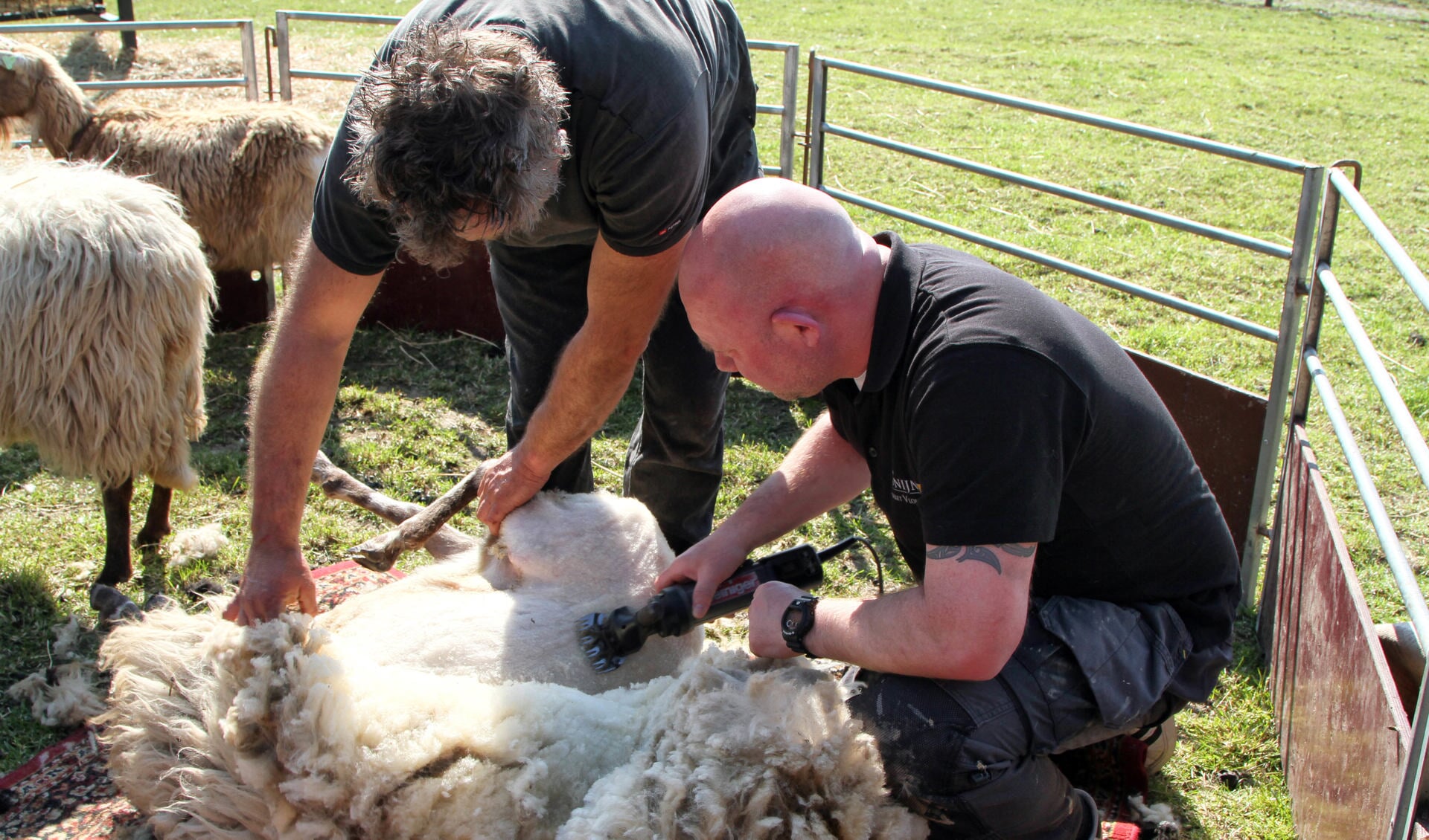 Het schaap wordt van haar dikke wol verlost. 