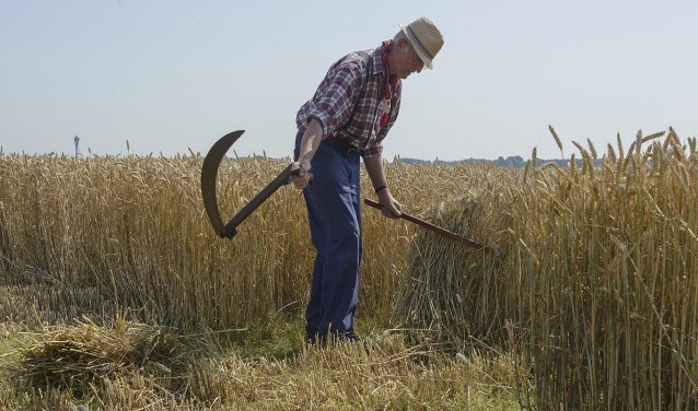 Het korenoogsten zoals het 50 jaar geleden gebeurde; met de hand.