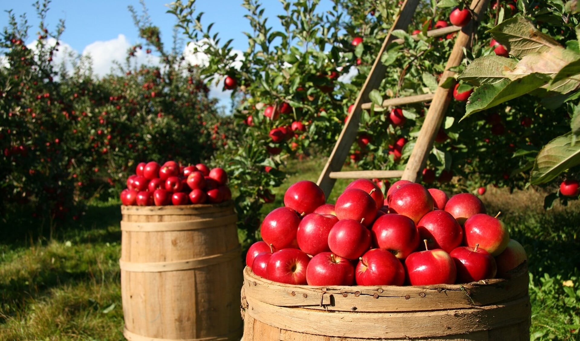Appels spelen een grote rol tijdens het Oogstfeest. Zo komt er een grote sap-pers die ter plaatse appels perst. 