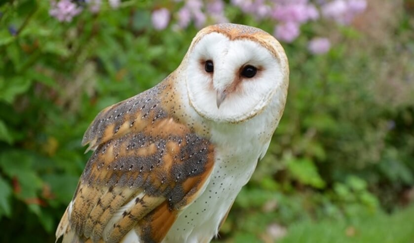 Welk dier heeft de uil gegeten?