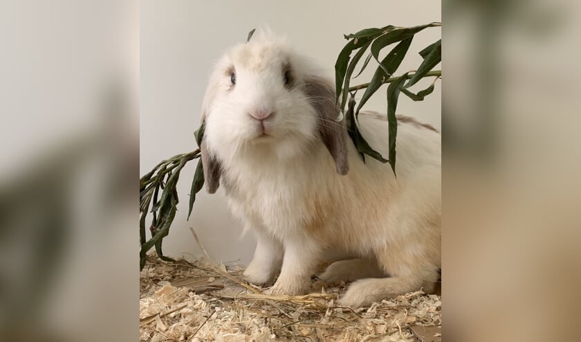 Mister zoekt baasje
