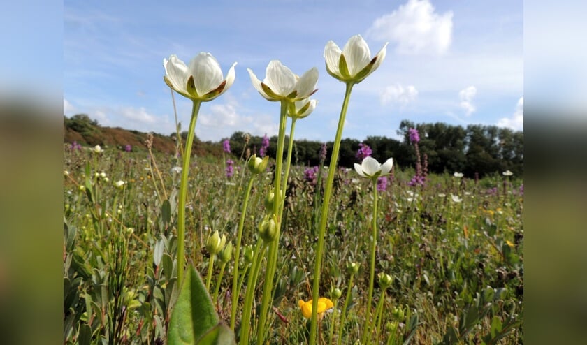 Parnassia.