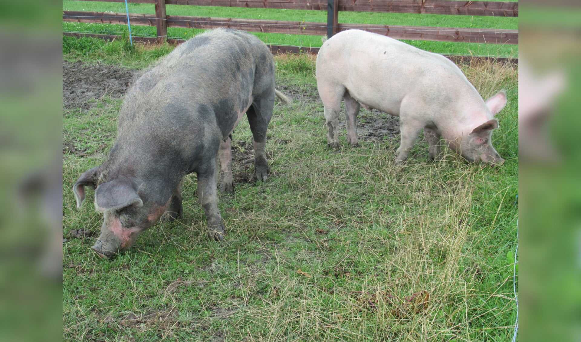 Het buitenverblijf van de varkens is in juli uitgebreid. Ze hebben nu meer ruimte om te scharrelen.