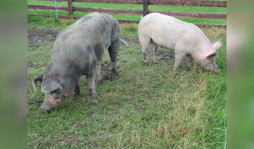 Het buitenverblijf van de varkens is in juli uitgebreid. Ze hebben nu meer ruimte om te scharrelen.