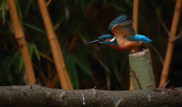 De vogels zingen het hoogste lied in de Doornduyn.