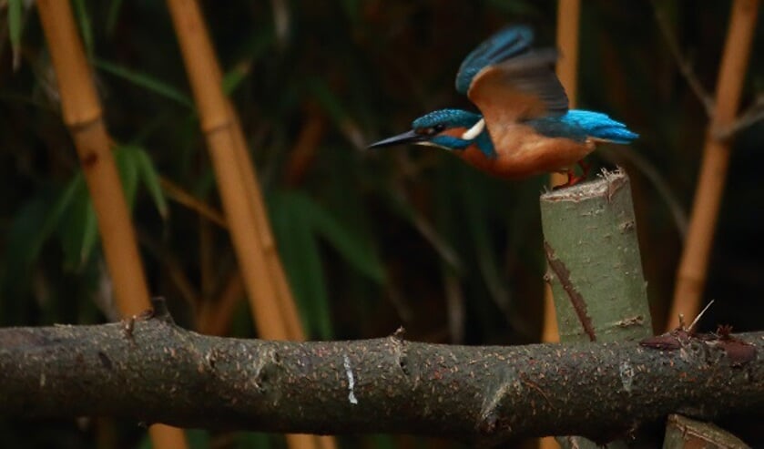 De vogels zingen het hoogste lied in de Doornduyn.