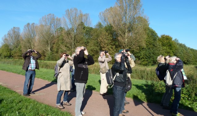 Groenkijkers.