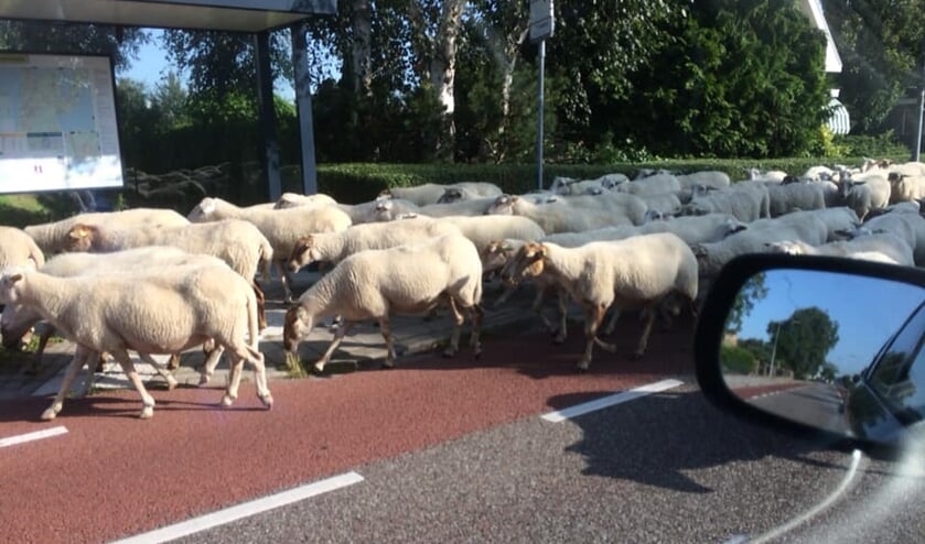 Automobilisten moesten even geduld hebben.