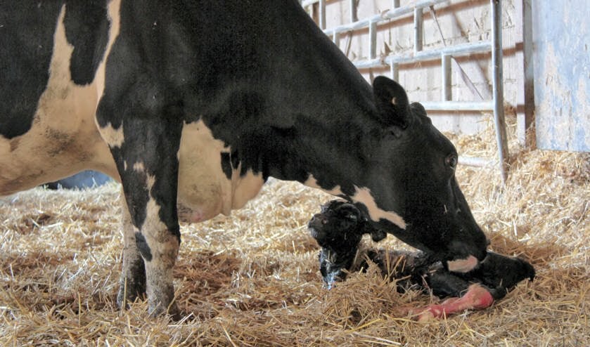 Zonder inseminators worden in de potstal van het Rundveemuseum geen kalfjes meer geboren.