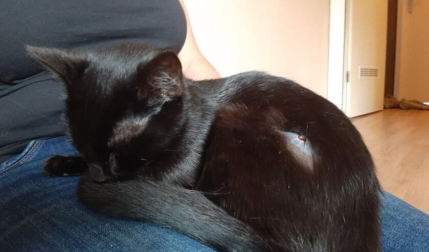 Poes Mimi is in haar achterpoot geschoten met een luchtbuks.